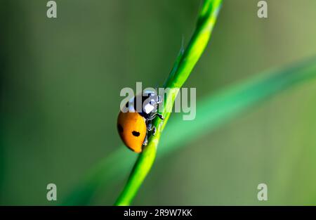 marienkäfer auf grünem Grashalm Stockfoto