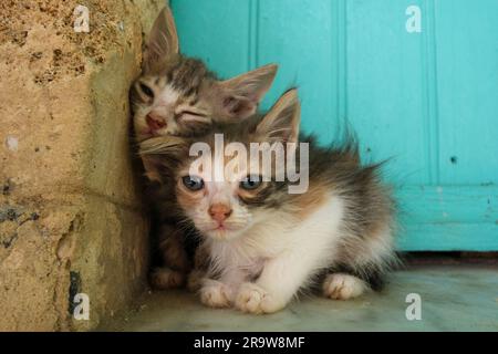 Kätzchen in den Medien von Sousse, Tunesien Stockfoto