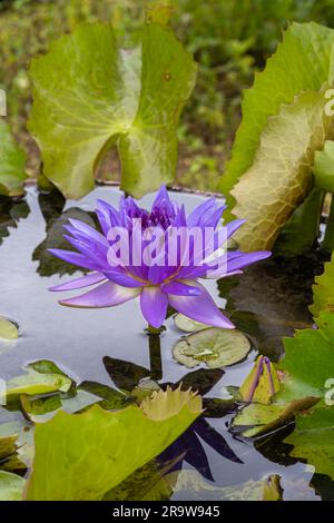 Vertikalansicht der farbenfrohen lilafarbenen Wasserlilie König der siam nymphaea Blume aus der Nähe und blühende Blätter im Freien auf natürlichem Hintergrund Stockfoto