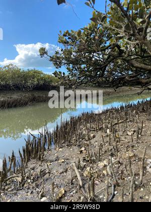 Grüne junge Mangrovenbäume und Pnematophore - Wurzeln wachsen von unten nach oben für den Gasaustausch. Mangroven an der Küste in Neuseeland anpflanzen. Stockfoto