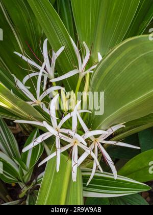 Vertikalansicht von hellen weißen Blüten von Crinum asiaticum, auch bekannt als Giftzwiebel, Riesenlilie oder Seerosse, die auf Blatthintergrund blühen Stockfoto