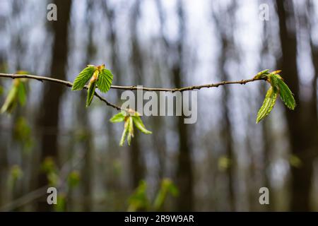 Hornbalkenblätter in der Sonne. Hhornholzzweig mit frischen grünen Blättern. Wunderschöner grüner natürlicher Hintergrund. Frühlingsblätter. Stockfoto