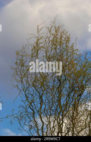 Drachen kratzen Weidenzweige mit neuen Blättern und Blumen am blauen Himmel - lateinischer Name - Salix matsudana Tortuosa. Stockfoto