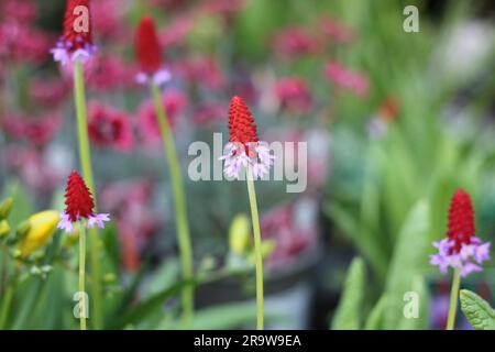 Wunderschöne primula vialii oder rote Hot Poker Primrose mit grünem Laub Stockfoto