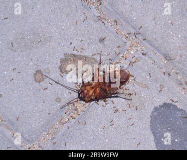 Eine tote Kakerlake, die auf dem Rücken liegt, wird von Ameisen auf einem Bürgersteig in Thailand gefressen. Stockfoto