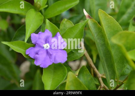 Blühender Brunfelsia latifolia Nachtschattenstrauch Stockfoto