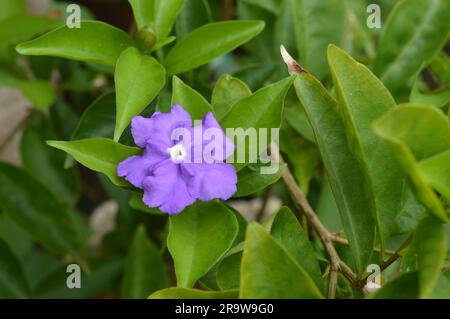 Blühender Brunfelsia latifolia Nachtschattenstrauch Stockfoto