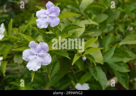 Blühender Brunfelsia latifolia Nachtschattenstrauch Stockfoto