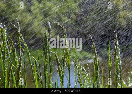 Frisches grünes Gras mit Tautropfen aus nächster Nähe. Nach Regen tropft Wasser auf das frische Gras. Heller Morgentau auf dem grünen Gras. Stockfoto