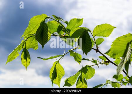 Hornbalkenblätter in der Sonne. Hhornholzzweig mit frischen grünen Blättern. Wunderschöner grüner natürlicher Hintergrund. Frühlingsblätter. Stockfoto