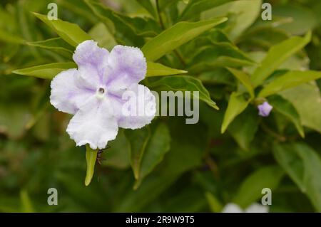 Blühender Brunfelsia latifolia Nachtschattenstrauch Stockfoto