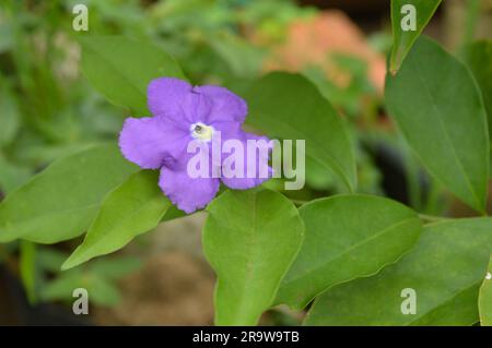 Blühender Brunfelsia latifolia Nachtschattenstrauch Stockfoto