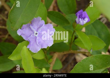 Blühender Brunfelsia latifolia Nachtschattenstrauch Stockfoto