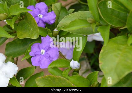 Blühender Brunfelsia latifolia Nachtschattenstrauch Stockfoto