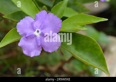 Blühender Brunfelsia latifolia Nachtschattenstrauch Stockfoto