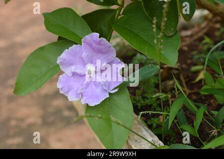 Blühender Brunfelsia latifolia Nachtschattenstrauch Stockfoto