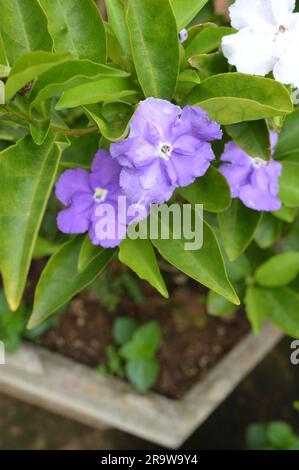 Blühender Brunfelsia latifolia Nachtschattenstrauch Stockfoto