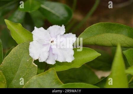 Blühender Brunfelsia latifolia Nachtschattenstrauch Stockfoto