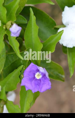 Blühender Brunfelsia latifolia Nachtschattenstrauch Stockfoto