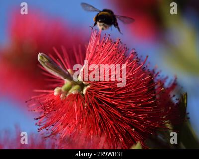 Hummeln bestäuben und landen auf Pinselblüten Stockfoto
