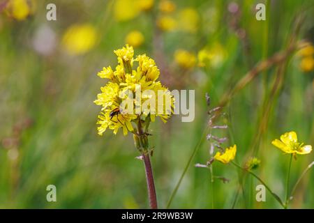 Wiese mit Blattblüten und einem schwarz gestreiften Longhornkäfer Stockfoto