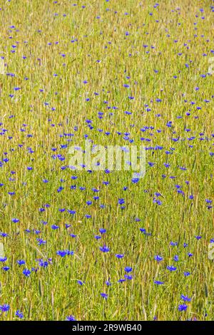 Maisblüten blühen auf einem Feld mit Ernten Stockfoto