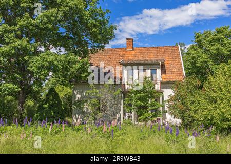 Blühende Lupinenblumen im Garten bei einem verlassenen Haus Stockfoto