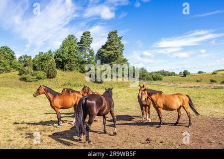 Pferde auf einer Weide im Sommer Stockfoto