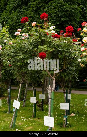 Viele verschiedene Rosensorten im Garten auf der Ausstellung. 5. Juni 2023, Wien, Österreich Stockfoto