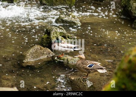 Zwei Enten, die auf den Felsen eines Teiches in der Nähe eines Wasserfalls sitzen. Stockfoto