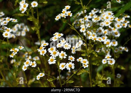 Kamillenblüten wachsen wild in der Sonne. Stockfoto