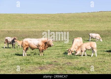 Charolais-Rinder. Bullen, Kühe und Kälber, die auf einer Weide stehen. Deutschland Stockfoto