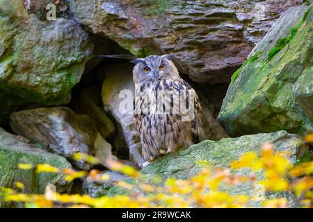 Eurasische Adlereule (Bubo Bubo). Erwachsener in einem Felsgesicht. Deutschland Stockfoto