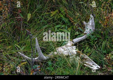 Europäischer Elch, Moose (Alces alces). Schädel am Straßenrand, wahrscheinlich Rod-Kill. Schweden Stockfoto