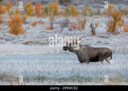 Europäischer Elch, Moose (Alces alces). Bullen im Fulufjaellet-Nationalpark im Herbst. Schweden Stockfoto