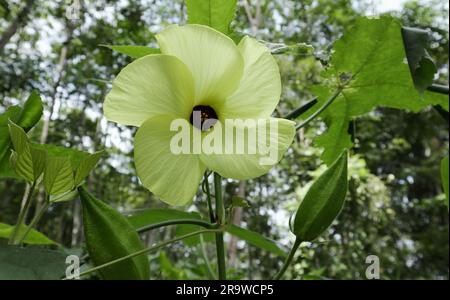 Blick aus dem niedrigen Winkel auf eine Muskengalenpflanze (Abelmoschus moschatus), die Pflanze hat eine blühende gelbe Blume und unreife grüne Früchte in einem wilden Gebiet Stockfoto