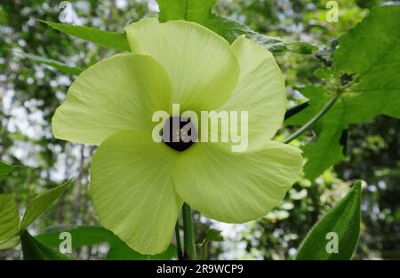 Nahaufnahme der Stadien und des Pistils einer gelben Blume einer Moschusmilchpflanze (Abelmoschus moschatus) Stockfoto