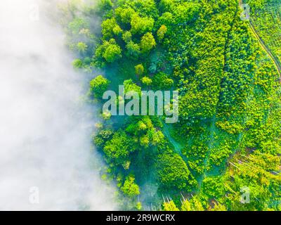 Grüner Wald am nebligen Morgen. Üppige Bäume und Lichtung in der Holzlandschaft. Luftaufnahme von der Drohne. Stockfoto