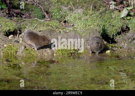 Zwei Wühlmäuse - Arvicola amphibius neben einem Bach. Uk Stockfoto