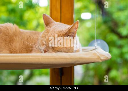 Hauskatze liegt in einem Hängebett. Die Katze liegt in einer Hängematte auf dem Balkon. Rote Katze schläft im Bett Stockfoto