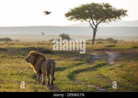 Ein erwachsener männlicher Löwe, der durch die Ebenen wandert. MASAI MARA; KENIA: LUSTIGE Bilder haben gezeigt, wie ein unartiges Löwenjunges seiner Mutter ins Gesicht geschlagen hat, als sie noch klein war Stockfoto