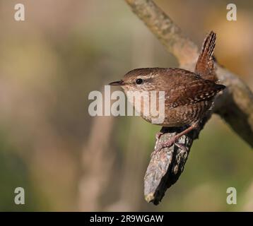 Wren, sitzt auf der Stange, mit angehobenem Schwanz Stockfoto