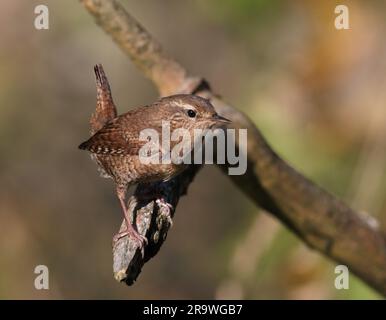 Wren, sitzt auf der Stange, mit angehobenem Schwanz Stockfoto