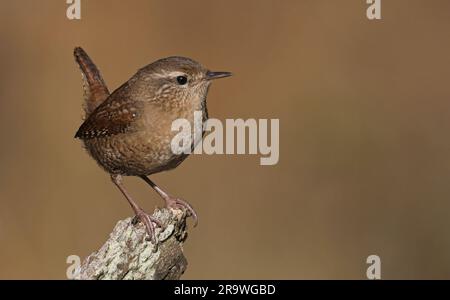 Wren, sitzt auf der Stange, macht dicht Stockfoto