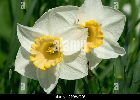 Narzissen „Salome“ Narzissen-Blume Stockfoto