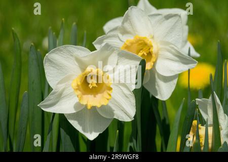 Narcissus „Salome“, Narzissen, großgewürfelte Narzisse, Blüten, Blüht Stockfoto