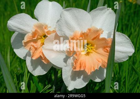 Daffodil, Narzissen, "Frühreif", Blume Stockfoto