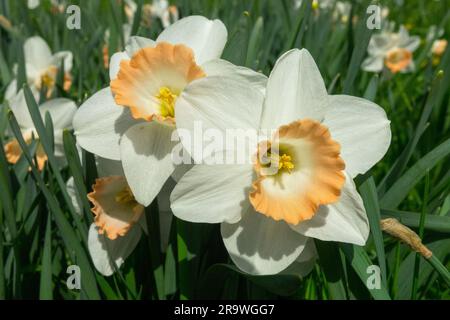 Große Kübel, Narzissen, Narzissen, rosa Charme Blumen im Frühlingsgarten Stockfoto