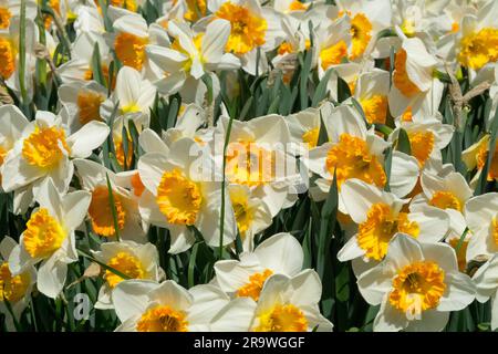Große Schürze, Narzisse „Sound“, Blumen, Narzissen, Frühling, Garten, Gruppe Stockfoto