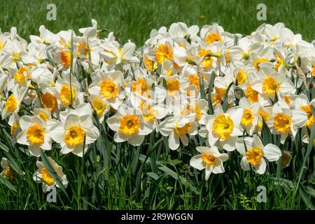 Frühling, Narzissen, Garten, Narzissen „Sound“, Große Schränke, Gruppe, Blumen Stockfoto